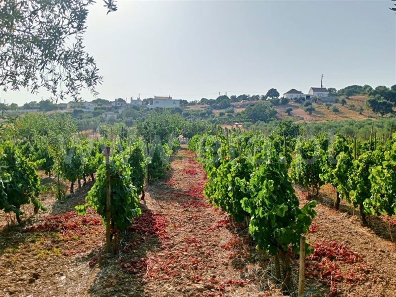 Terreno  Cartaxo, Pontével - 1499922 - 4