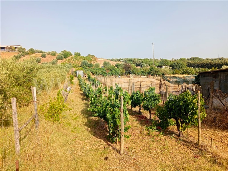 Terreno  Cartaxo, Pontével - 1499922 - 7