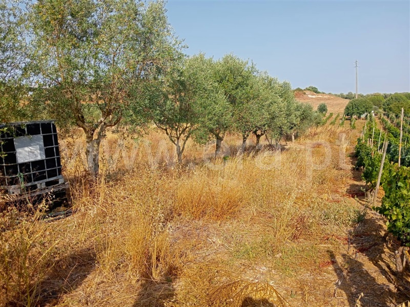 Terreno  Cartaxo, Pontével - 1499922 - 8