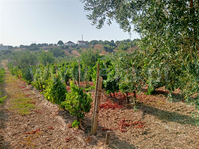 Terreno  Cartaxo, Pontével - 1499922 - 10