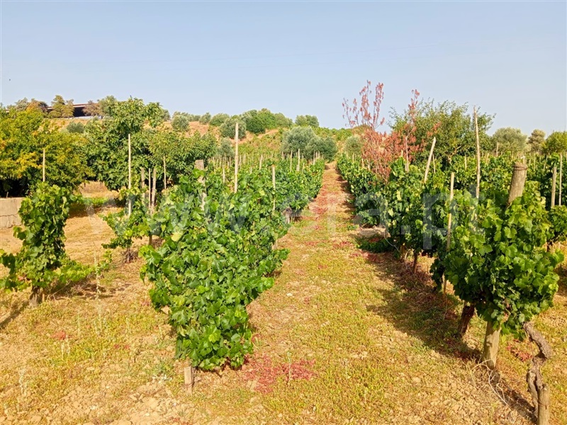 Terreno  Cartaxo, Pontével - 1499922 - 11