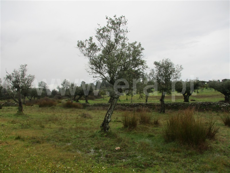 Terreno  Castelo Branco, Retaxo - 1375701 - 2