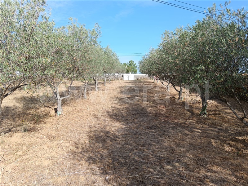 Terreno / Castelo Branco, Cebolais de Cima e Retaxo