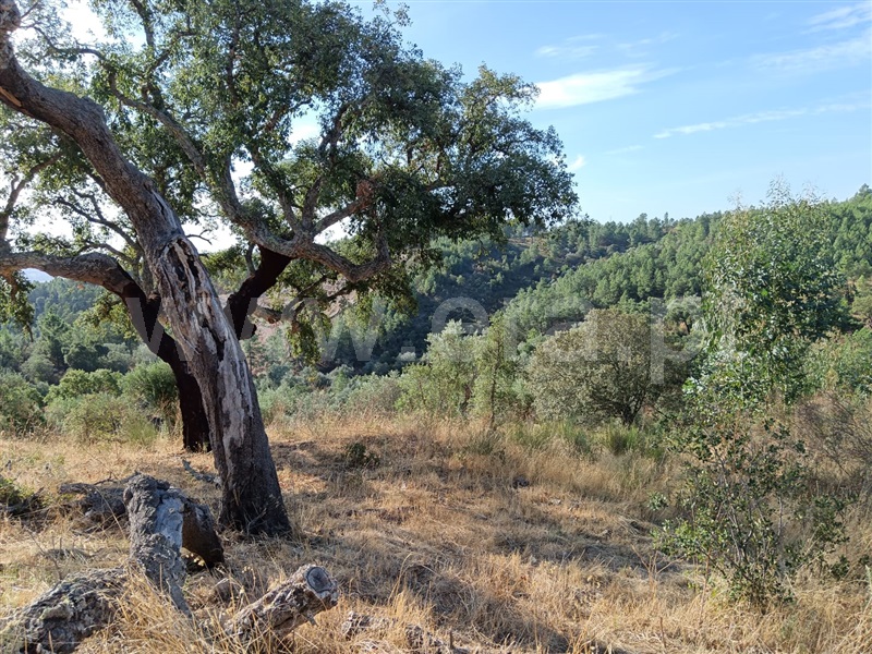 Terreno / Castelo Branco, Cebolais de Cima