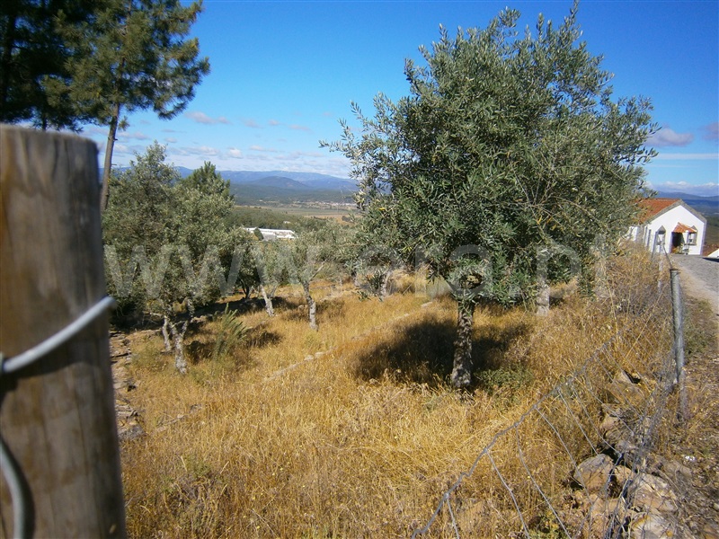 Terreno / Castelo Branco, Juncal do Campo