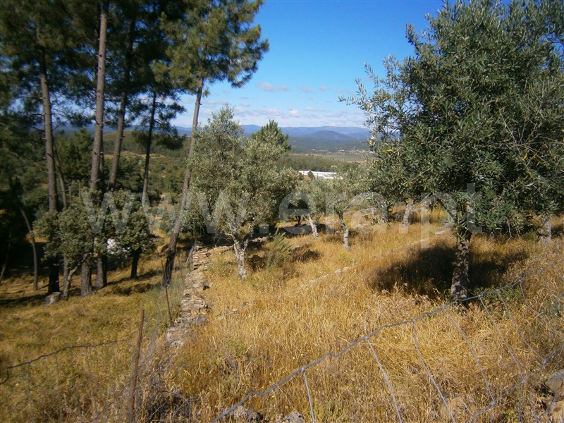 Terreno  Castelo Branco, Juncal do Campo - 1256608 - 2