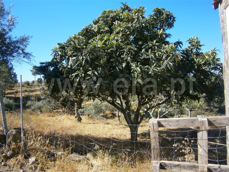 Terreno  Castelo Branco, Juncal do Campo - 1256608 - 5