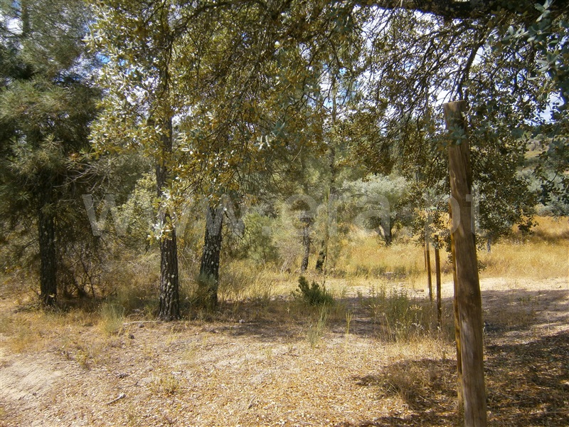Terreno / Castelo Branco, Juncal do Campo