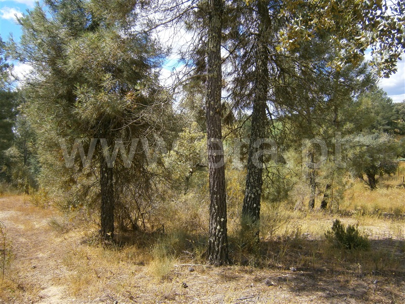 Terreno  Castelo Branco, Juncal do Campo - 1256611 - 2