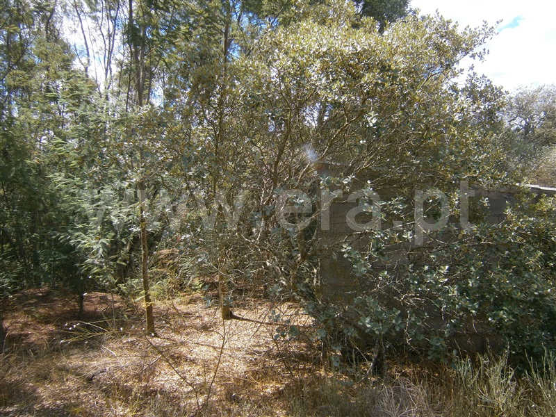 Terreno  Castelo Branco, Juncal do Campo - 1256611 - 5