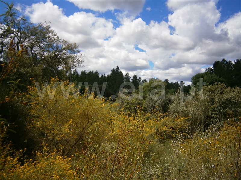 Terreno  Castelo Branco, Juncal do Campo - 1256611 - 7
