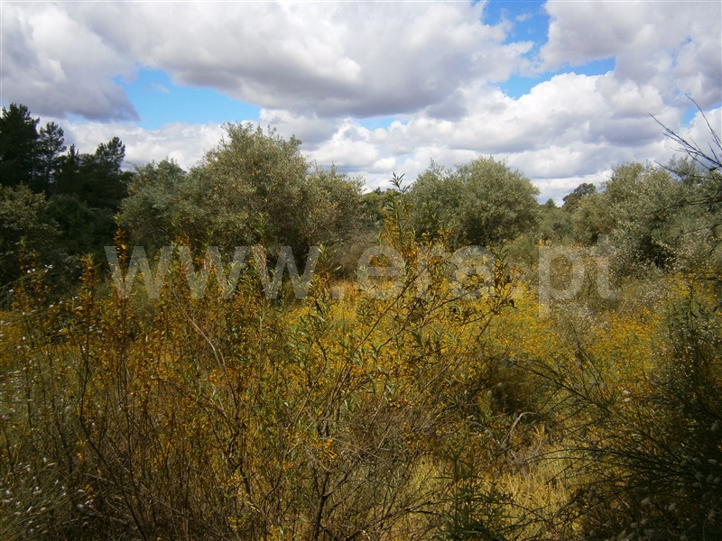 Terreno  Castelo Branco, Juncal do Campo - 1256611 - 9
