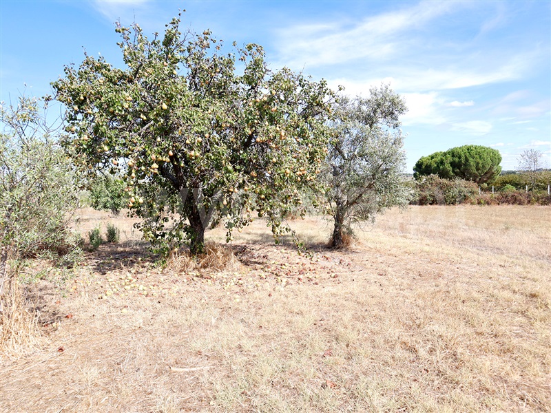 Terreno  Castelo Branco, Lardosa - 1481307 - 7