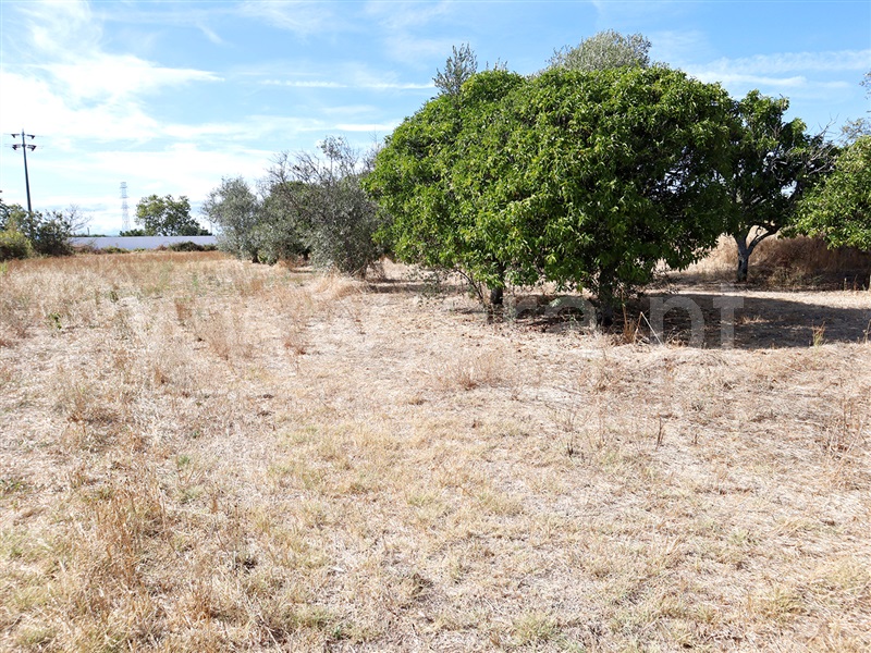 Terreno  Castelo Branco, Lardosa - 1481307 - 8