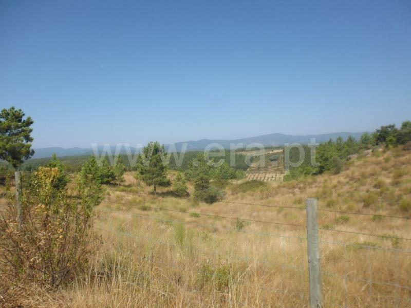 Terreno / Castelo Branco, Tinalhas