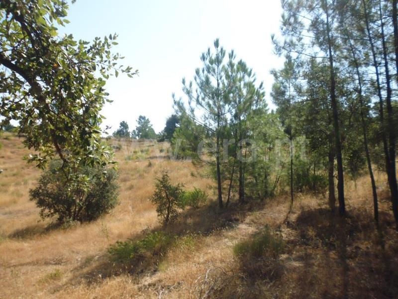 Terreno  Castelo Branco, Tinalhas - 778936 - 2