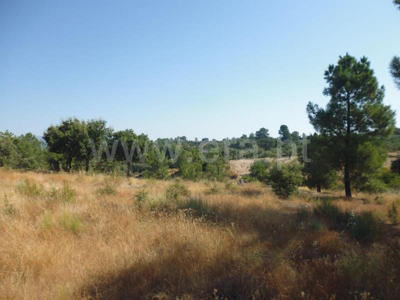 Terreno  Castelo Branco, Tinalhas - 778936 - 4