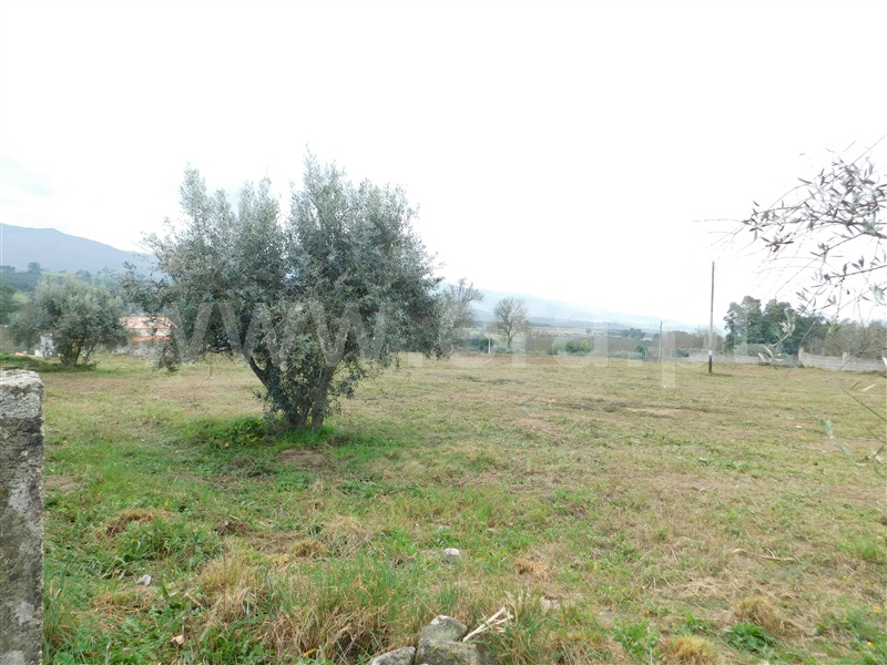 Terreno / Celorico da Beira, Carrapichana