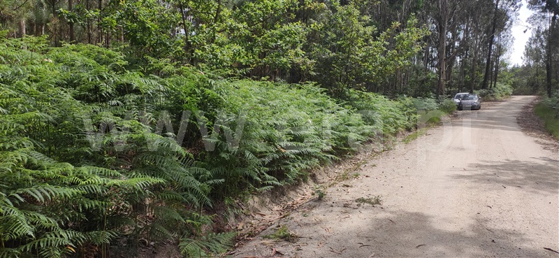 Terreno / Celorico de Basto, Borba de Montanha