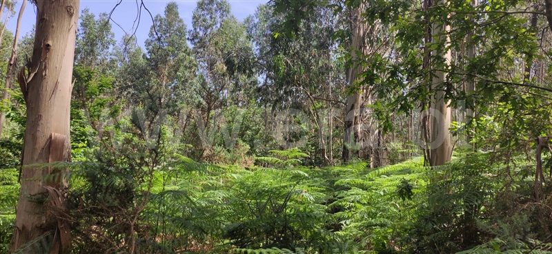 Terreno  Celorico de Basto, Borba de Montanha - 1298024 - 4