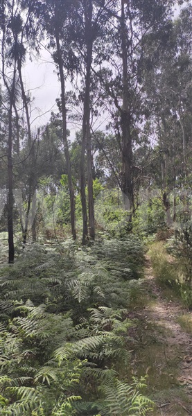 Terreno  Celorico de Basto, Borba de Montanha - 1298024 - 7