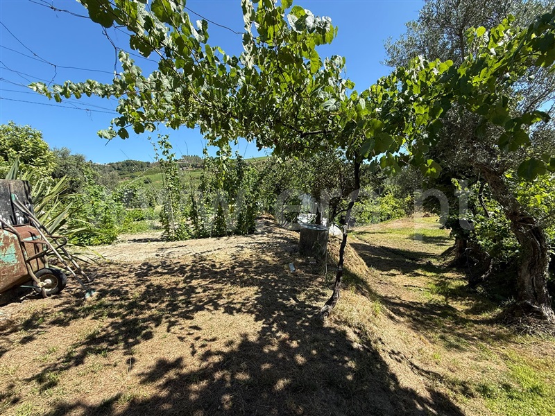 Terreno  Celorico de Basto, Britelo, Gémeos e Ourilhe - 1513545 - 7