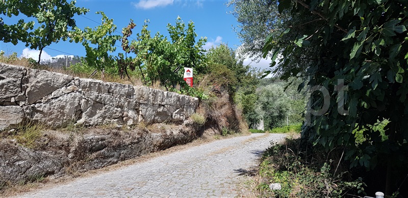 Terreno / Celorico de Basto, Canedo de Basto e Corgo