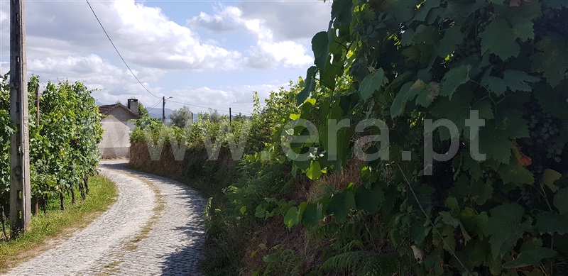 Terreno  Celorico de Basto, Canedo de Basto e Corgo - 1027872 - 3