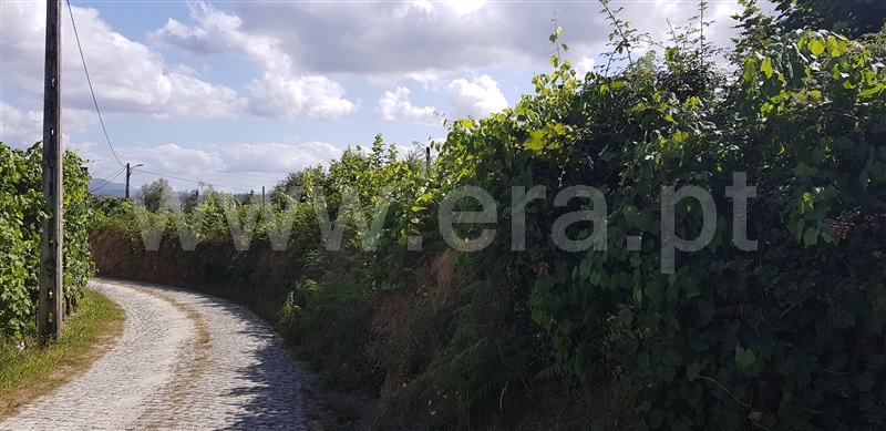 Terreno  Celorico de Basto, Canedo de Basto e Corgo - 1027872 - 4
