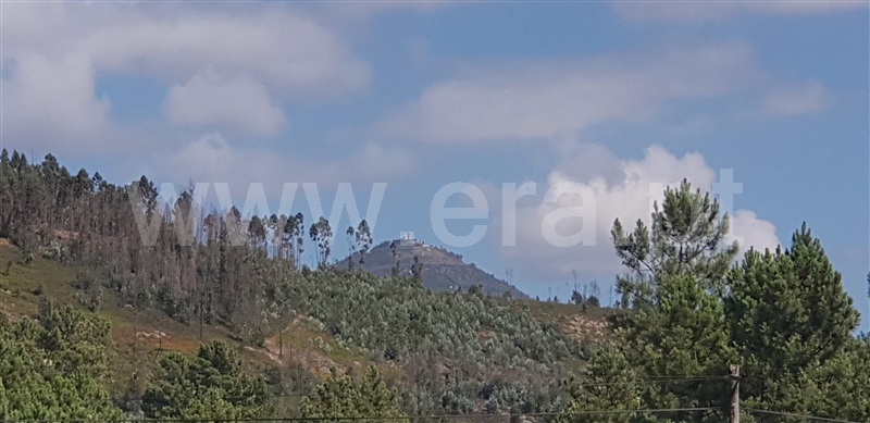Terreno  Celorico de Basto, Canedo de Basto e Corgo - 1027872 - 6