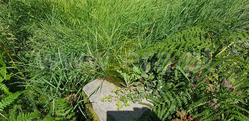 Terreno  Celorico de Basto, Canedo de Basto e Corgo - 1027872 - 7