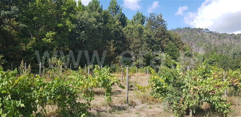 Terreno  Celorico de Basto, Canedo de Basto e Corgo - 1027872 - 9