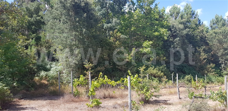 Terreno  Celorico de Basto, Canedo de Basto e Corgo - 1027872 - 10