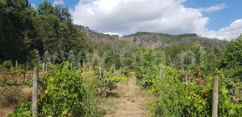 Terreno  Celorico de Basto, Canedo de Basto e Corgo - 1027872 - 11