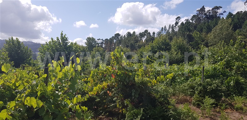 Terreno  Celorico de Basto, Canedo de Basto e Corgo - 1027872 - 13