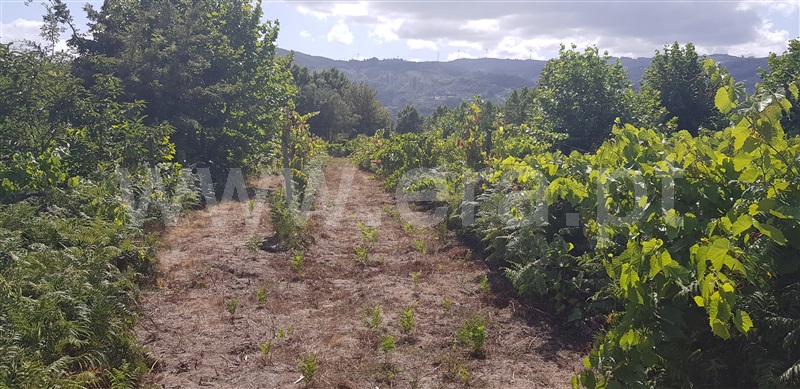 Terreno  Celorico de Basto, Canedo de Basto e Corgo - 1027872 - 14