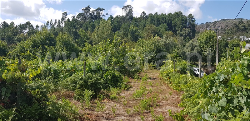 Terreno  Celorico de Basto, Canedo de Basto e Corgo - 1027872 - 15