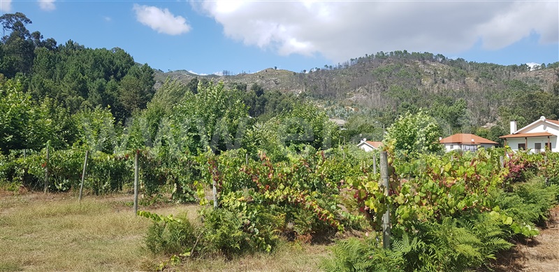 Terreno  Celorico de Basto, Canedo de Basto e Corgo - 1027872 - 16