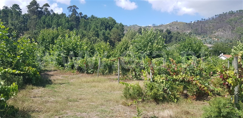 Terreno  Celorico de Basto, Canedo de Basto e Corgo - 1027872 - 17