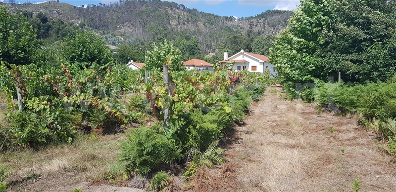 Terreno  Celorico de Basto, Canedo de Basto e Corgo - 1027872 - 18
