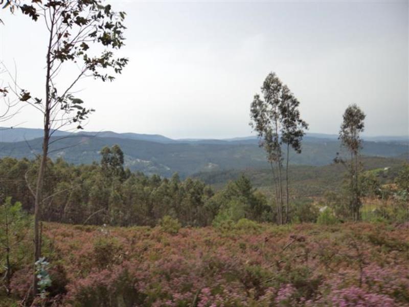 Terreno  Celorico de Basto, Celorico de Basto - 459855 - 3