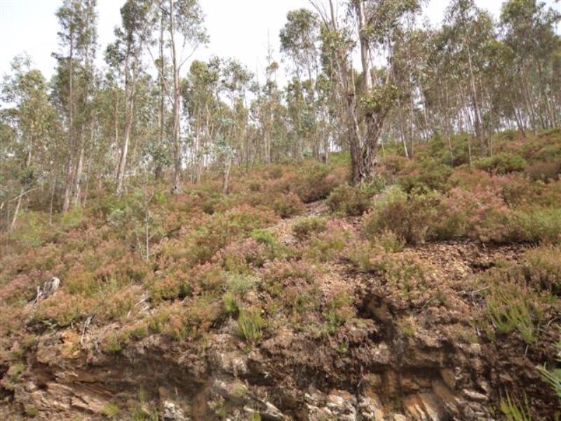Terreno / Celorico de Basto, Celorico de Basto