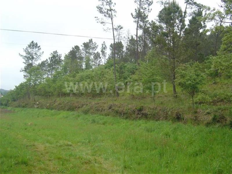 Terreno  Celorico de Basto, Rego - 522500 - 2