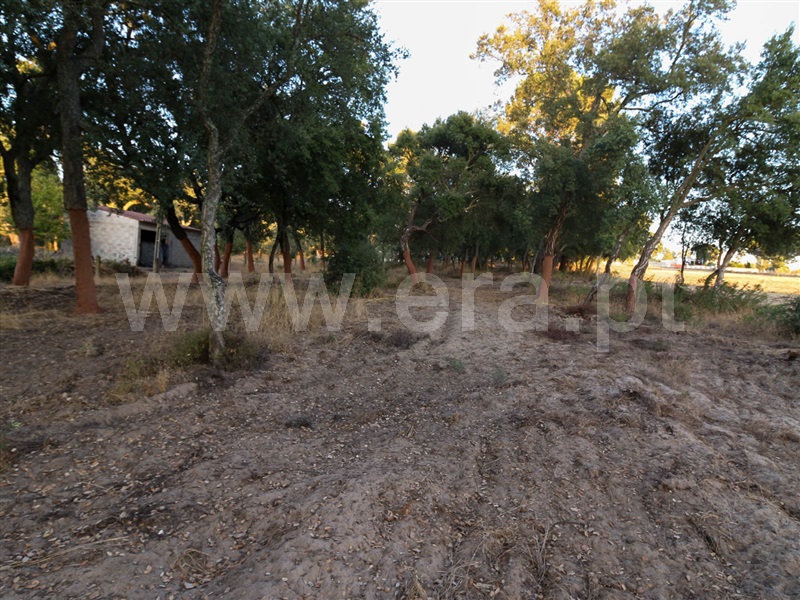 Terreno  Chamusca, Chamusca e Pinheiro Grande - 943937 - 6