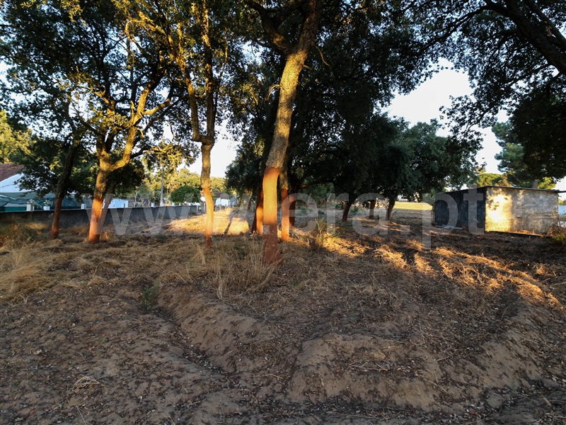 Terreno  Chamusca, Chamusca e Pinheiro Grande - 943937 - 7