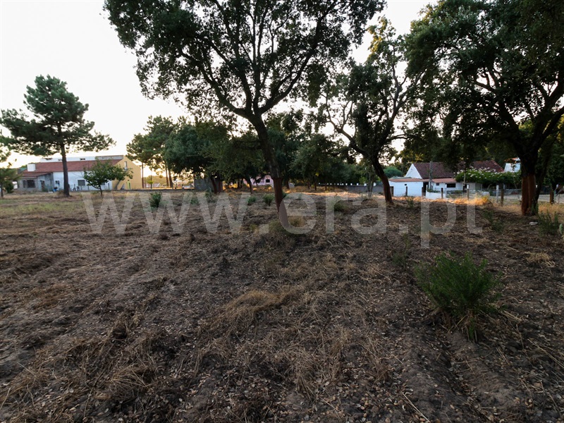 Terreno  Chamusca, Chamusca e Pinheiro Grande - 943937 - 8
