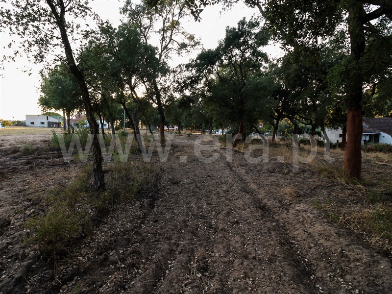 Terreno  Chamusca, Chamusca e Pinheiro Grande - 943937 - 9