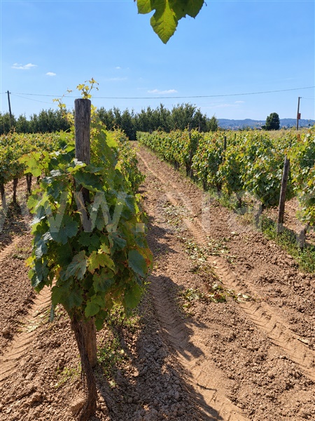 Terreno / Chamusca, Chamusca