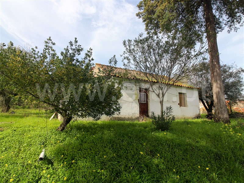 Terreno / Chamusca, Ulme
