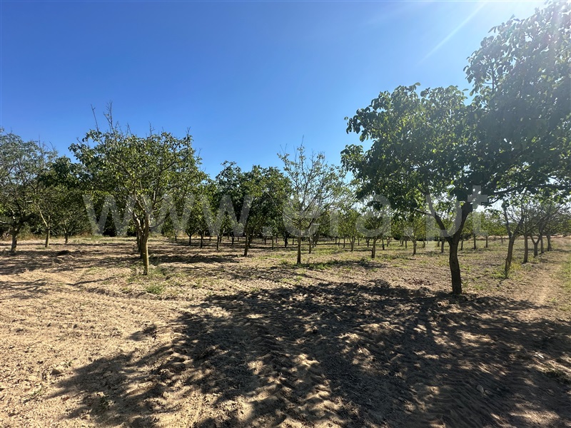 Terreno  com Agrícola Chaves, Planalto de Monforte (Oucidres e Bobadela) - 1358057 - 17